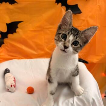 Beans -  Domestic Short Hair Cat for Adoption in San Tan Valley, Arizona - Beans | PetCurious