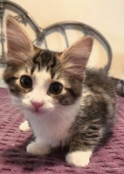Kitten Rosy -  Tabby and Domestic Short Hair Cat for Adoption in Cuyahoga Falls, Ohio - Kitten Rosy | PetCurious