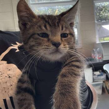 Rescue Domestic Short Hair Cats for Adoption in Huntington, West Virginia - Sesame Street- OKC | PetCurious