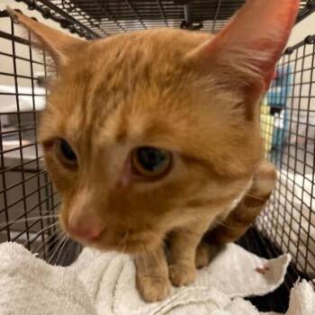 Olivia -  Domestic Short Hair Cat for Adoption in Chicago, Illinois - Olivia | PetCurious