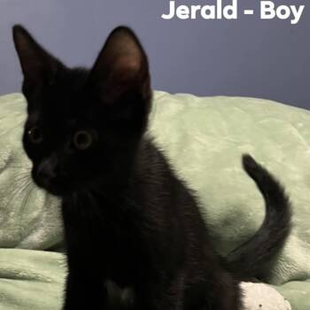 Rescue Domestic Short Hair Cats for Adoption in Monroe, Michigan - Jerald | PetCurious