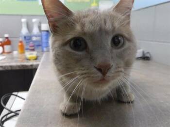 TOBY FOX -  Domestic Short Hair Cat for Adoption in Omaha, Nebraska - TOBY FOX | PetCurious