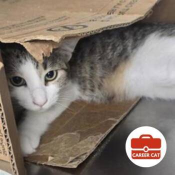 Topher -  Domestic Short Hair Cat for Adoption in Roseville, California - Topher | PetCurious