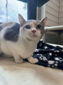 Domestic Short Hair Cats Available for Adoption in Marion, Ohio - Fuji | PetCurious