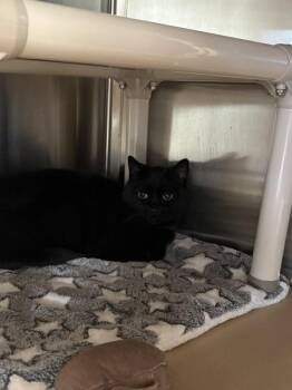 Domestic Short Hair Cats Available for Adoption in Kennewick, Washington - Winchester | PetCurious