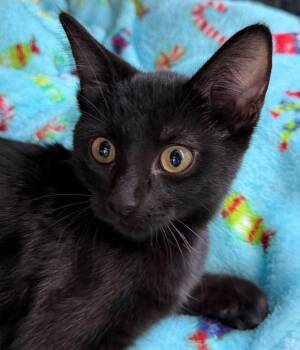 Bastette -  Bombay Cat for Adoption in Horseshoe Bend, Arkansas - Bastette | PetCurious