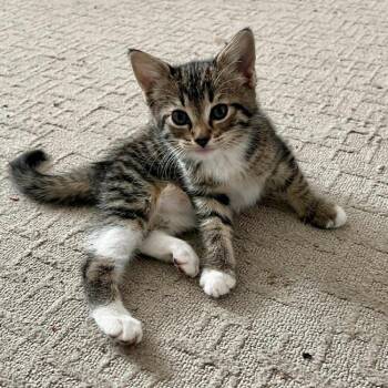 Domestic Short Hair Cats Available for Adoption in Candler, North Carolina - Finley | PetCurious