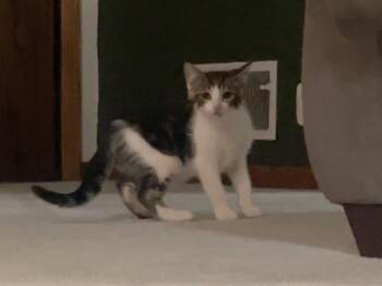 Hades -  Domestic Short Hair Cat for Adoption in Taycheedah, Wisconsin - Hades | PetCurious