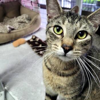 Mochi -  Domestic Short Hair Cat Available for Adoption in Belfair, Washington - Mochi | PetCurious