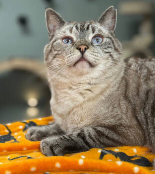 Rescue Siamese and Domestic Short Hair Cats for Adoption in Mount Laurel Township, New Jersey - Condor Church | PetCurious