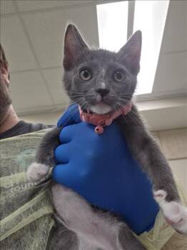 LOX -  Domestic Short Hair Cat for Adoption in Las Vegas, Nevada - LOX | PetCurious