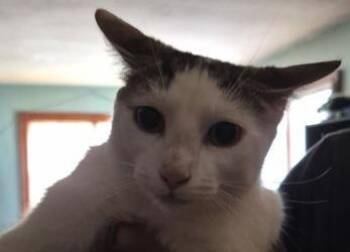 LilPepper -  Domestic Short Hair Cat for Adoption in Simcoe, Ontario - LilPepper | PetCurious
