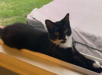 Black Lightning -  Domestic Medium Hair Cat for Adoption in Fort Collins, Colorado - Black Lightning | PetCurious