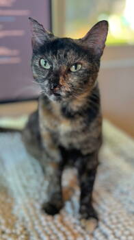 Rescue Tortoiseshell and Domestic Short Hair Cats for Adoption in San Luis Obispo, California - Torta - Tortie Girl | PetCurious