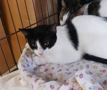 Audra -  Domestic Short Hair Cat for Adoption in West Memphis, Arkansas - Audra | PetCurious