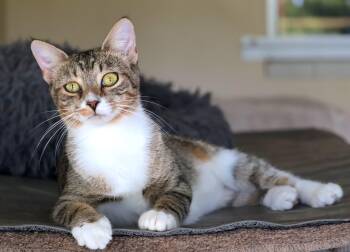 Silk Stockings -  Domestic Short Hair Cat for Adoption in Homestead, Florida - Silk Stockings | PetCurious
