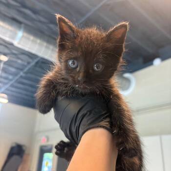 Domestic Short Hair Cats Available for Adoption in Huntington, West Virginia - Harrison | PetCurious