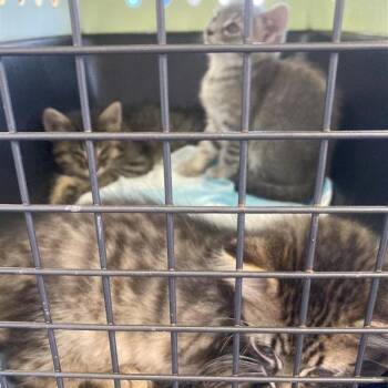 Ziti -  Domestic Medium Hair Cat for Adoption in Long Beach, California - Ziti | PetCurious