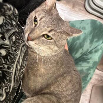 Lloyd -  Domestic Short Hair Cat for Adoption in Greensburg, Pennsylvania - Lloyd | PetCurious