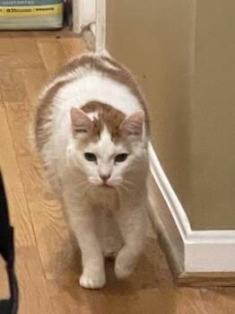 Oscar (& Felix) -  Domestic Short Hair Cat Available for Adoption in Fairfax, Virginia - Oscar (& Felix) | PetCurious