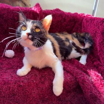 Domestic Short Hair Cats Available for Adoption - Mama  | PetCurious