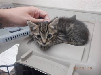 Rescue Domestic Medium Hair Cats for Adoption in Oroville, California - SQUIRREL | PetCurious