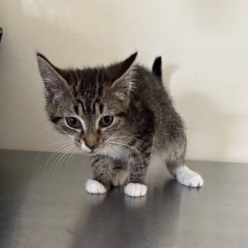 Domestic Short Hair Cats Available for Adoption in Galax, Virginia - Eleven | PetCurious