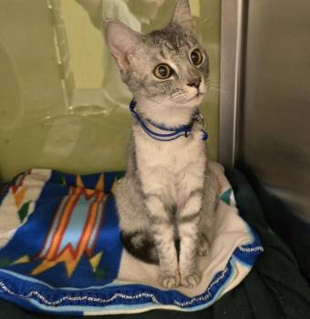 Domestic Short Hair Cats Available for Adoption in Dickson, Tennessee - Dollop | PetCurious