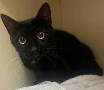 Kitty -  Domestic Short Hair Cat for Adoption in Chamblee, Georgia - Kitty | PetCurious