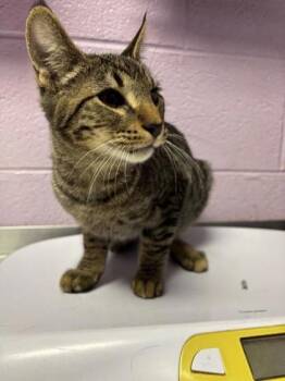 Mr. Purrs -  Domestic Short Hair Cat for Adoption in El Paso, Texas - Mr. Purrs | PetCurious