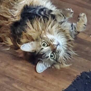 Domestic Long Hair Cats Available for Adoption - The Goddess Athena | PetCurious