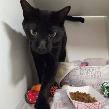 Lays -  Domestic Short Hair Cat for Adoption in Phoenixville, Pennsylvania - Lays | PetCurious