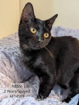 Nesi -  Domestic Short Hair Cat for Adoption - Nesi | PetCurious