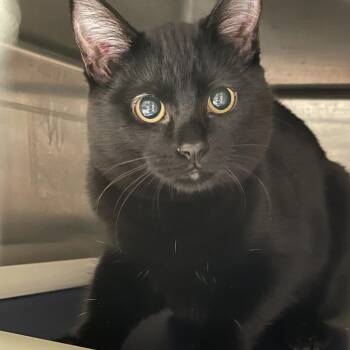 Moff -  Domestic Short Hair Cat for Adoption in Murray, Utah - Moff | PetCurious