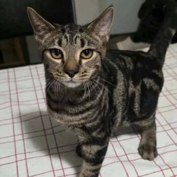 Graham -  Domestic Short Hair Cat for Adoption in Madison, Wisconsin - Graham | PetCurious