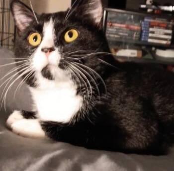Domestic Short Hair Cats Available for Adoption - Zuko | PetCurious
