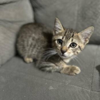 Pancakes -  Domestic Short Hair Cat for Adoption in Port Richey, Florida - Pancakes | PetCurious