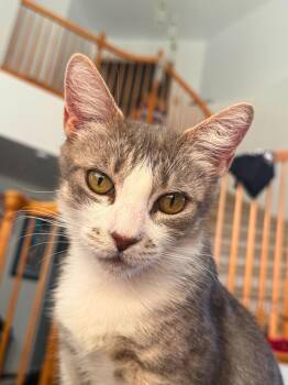 Lucy -  Domestic Short Hair Cat for Adoption in Elk Grove, California - Lucy | PetCurious