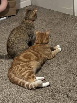 Gummy Bear & Nala ** CL -  Domestic Short Hair Cat for Adoption in Kansas City, Missouri - Gummy Bear & Nala ** CL | PetCurious