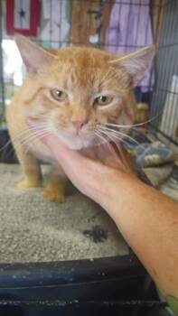 Morris -  Domestic Short Hair Cat for Adoption in Cloquet, Minnesota - Morris | PetCurious