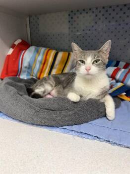 Domestic Short Hair Cats Available for Adoption in Omaha, Nebraska - TALLULAH | PetCurious