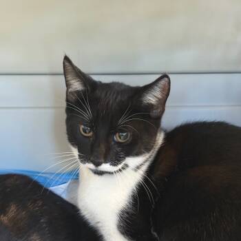 Rescue Domestic Short Hair Cats for Adoption in West Palm Beach, Florida - Bobby | PetCurious