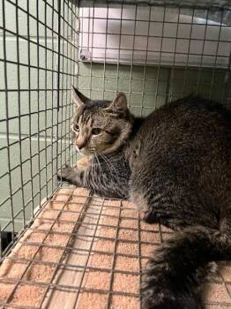 Domestic Short Hair Cats Available for Adoption in Jacksonville, Florida - OBI-WAN KATNOBI | PetCurious