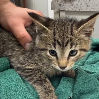 Swallowtail -  Domestic Short Hair Cat Available for Adoption in Normal, Illinois - Swallowtail | PetCurious