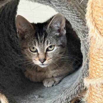 Rescue Domestic Short Hair Cats for Adoption in Boerne, Texas - Artemis | PetCurious
