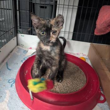 Warranty -  Domestic Short Hair Cat for Adoption in Port Richey, Florida - Warranty | PetCurious