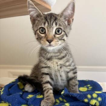 Enzo 2 -  Domestic Medium Hair Cat for Adoption in Cumming, Georgia - Enzo 2 | PetCurious