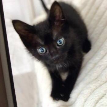 Domestic Short Hair Cats Available for Adoption in New Orleans, Louisiana - Wasabi | PetCurious