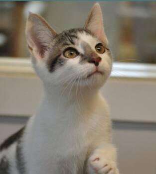 Lionel -  Domestic Short Hair Cat for Adoption in Indiana, Pennsylvania - Lionel | PetCurious