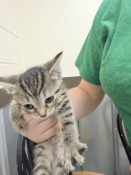 Eros -  Domestic Short Hair Cat for Adoption in Palm Coast, Florida - Eros | PetCurious